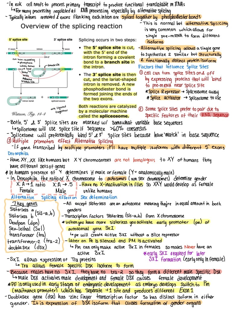 Lecture Gene Regulation By Splicing Notability Gallery