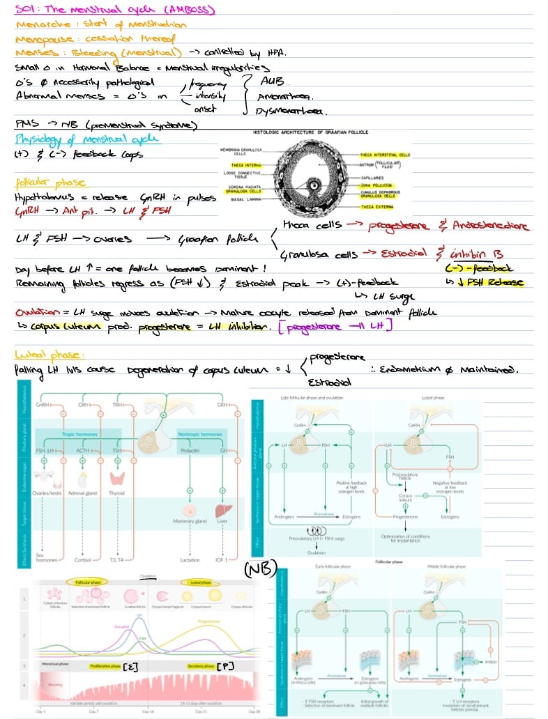 S The Menstrual Cycle Amboss Summary Notability Gallery