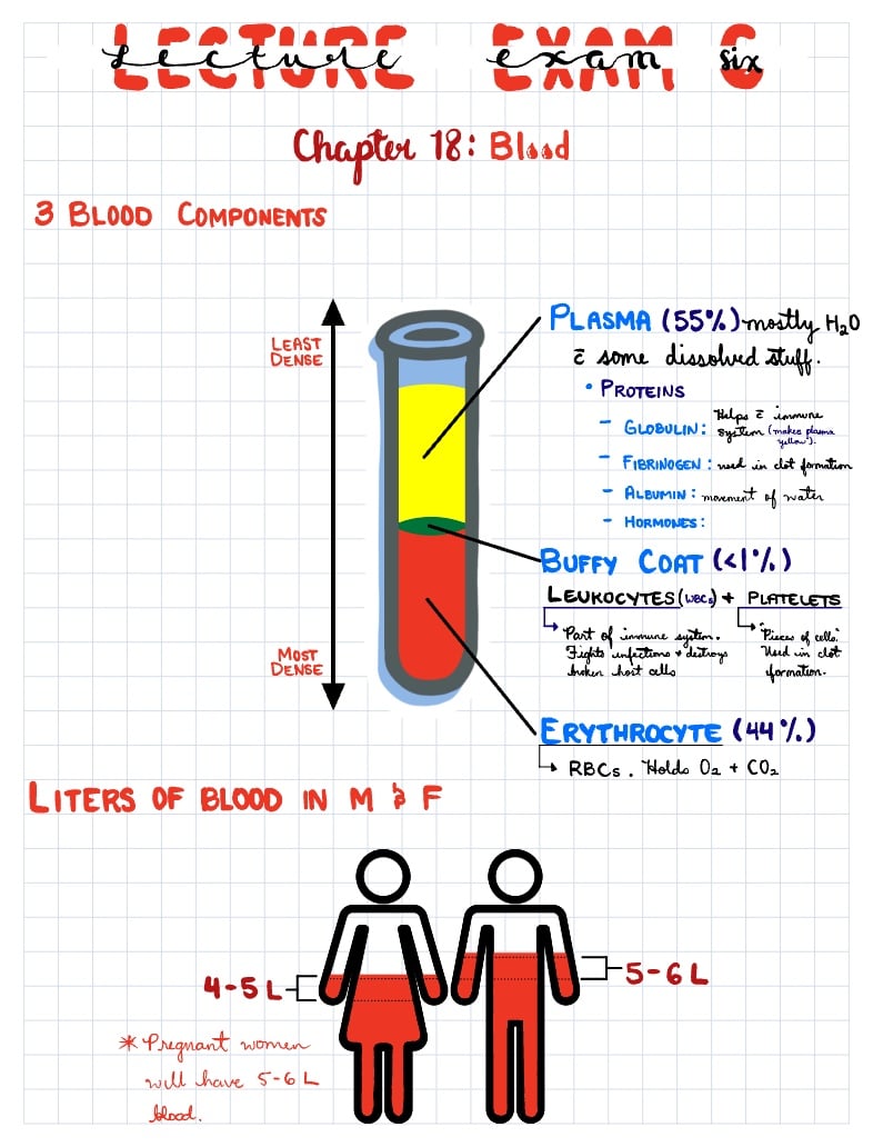 Blood And Cardiovascular System Notability Gallery