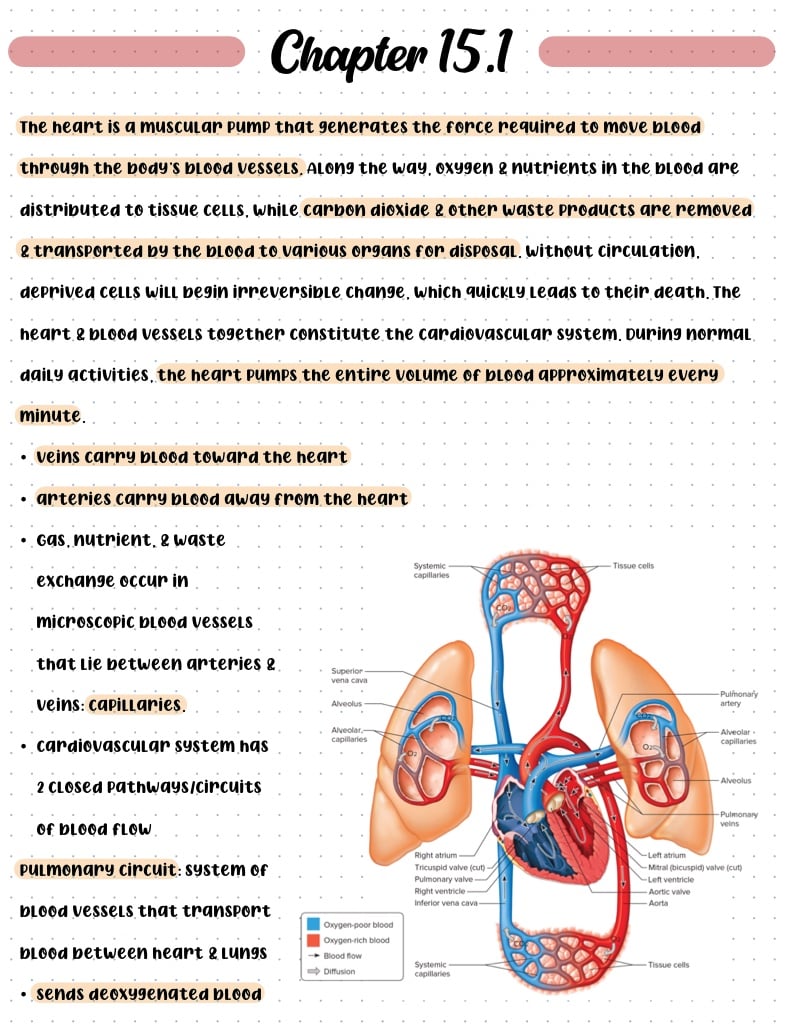 Chapter 15 Cardiovascular System Notability Gallery