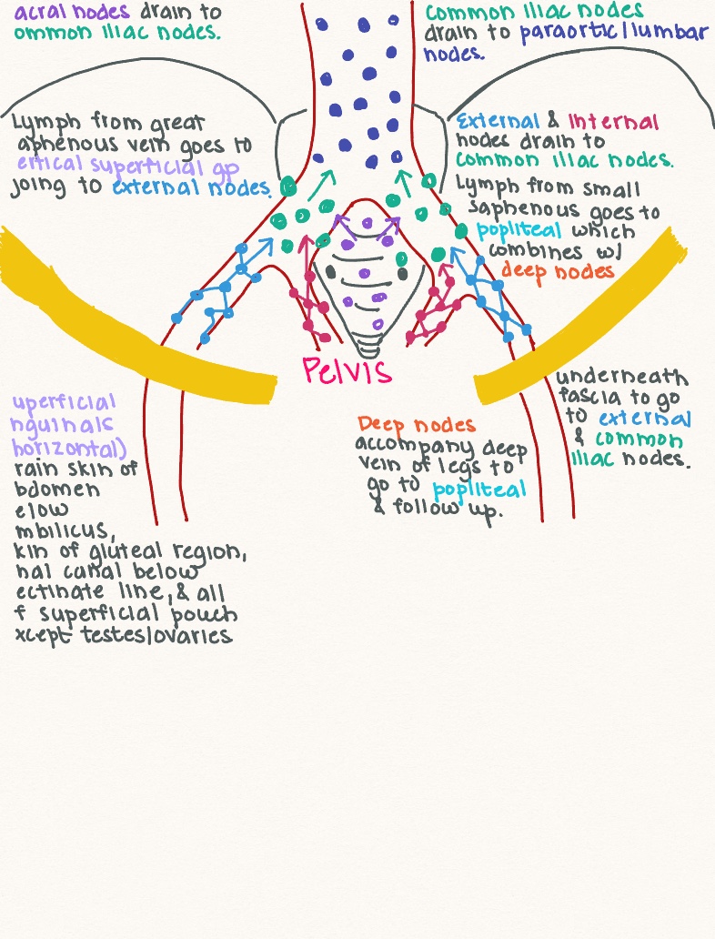 Lymph Drainage Pelvis Lower Limb Notability Gallery