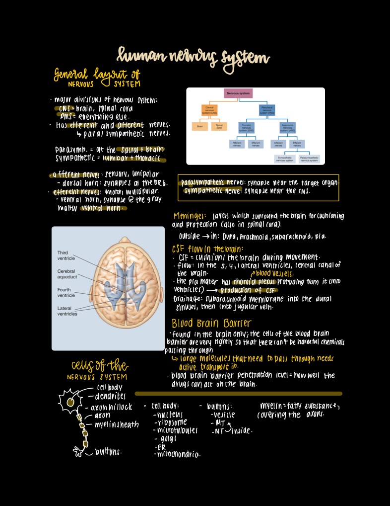 Nervous System Notability Gallery