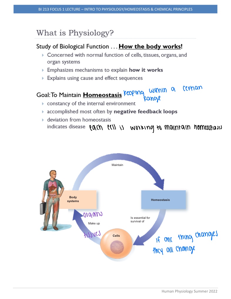 Exam One Notes Physiology Notability Gallery