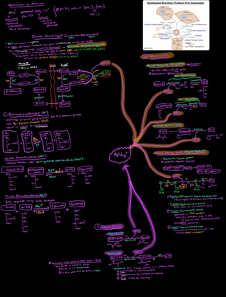 Ammonia Nitrogen Metabolism Alanine Urea Cycles Notability Gallery