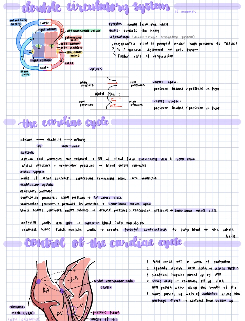 Double Circulatory Systems Notability Gallery