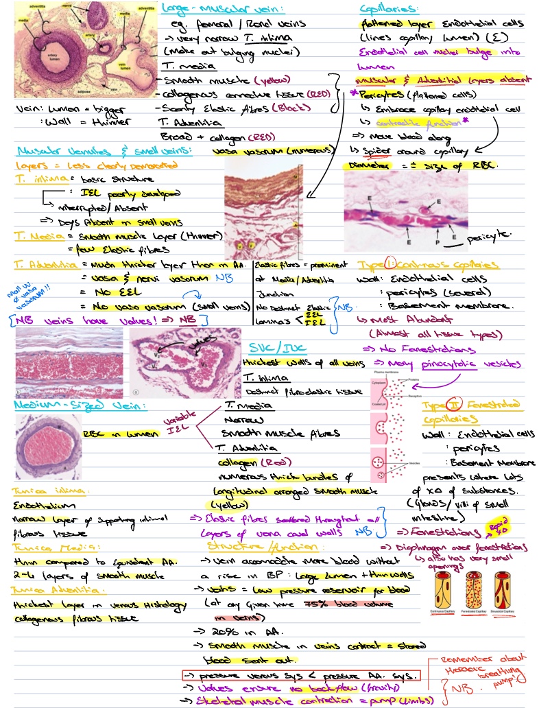 Hls Histology Of Circulatory System Vv Capillaries