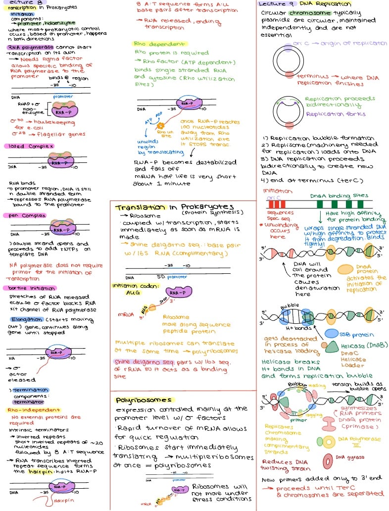 Microbiology Exam Notability Gallery