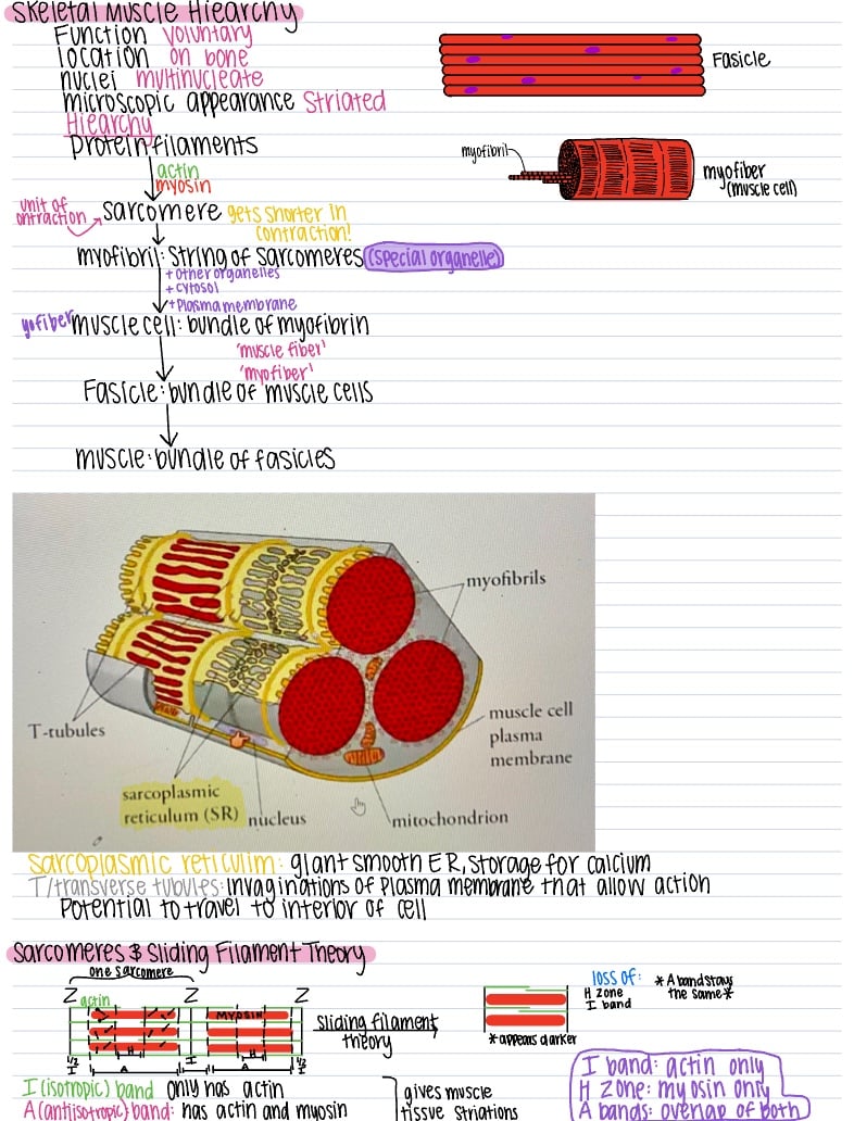 MCAT MUSCULAR SKELETAL AND RESPIRATORY SYSTEMS Notability Gallery