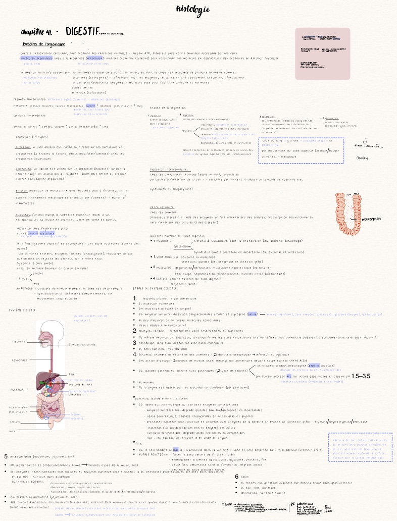 Digestive Cardiovascular And Respiratory System Notability Gallery