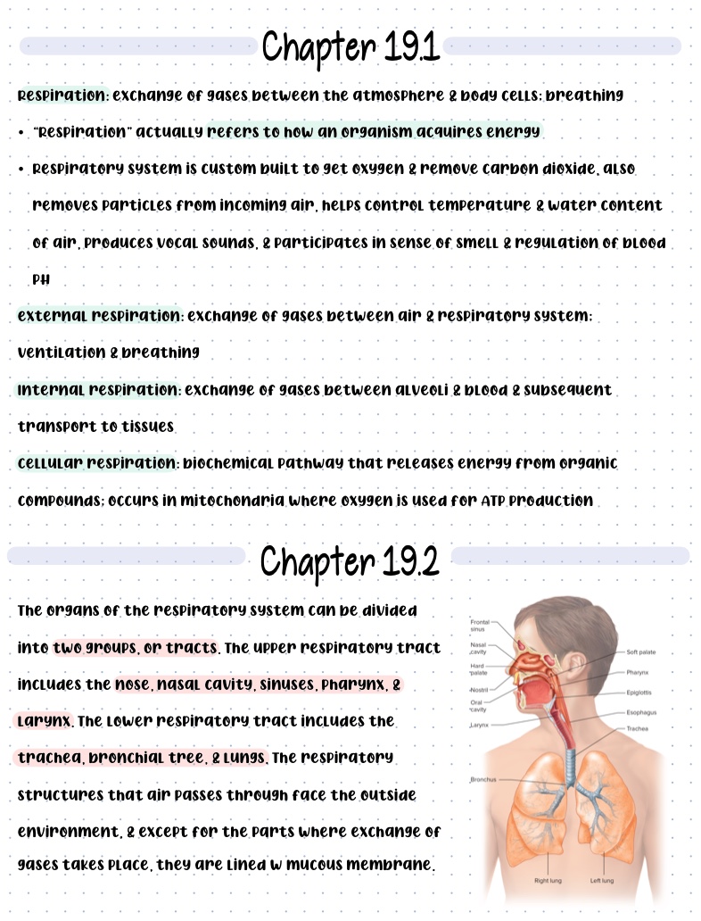 Chapter Respiratory System Notability Gallery