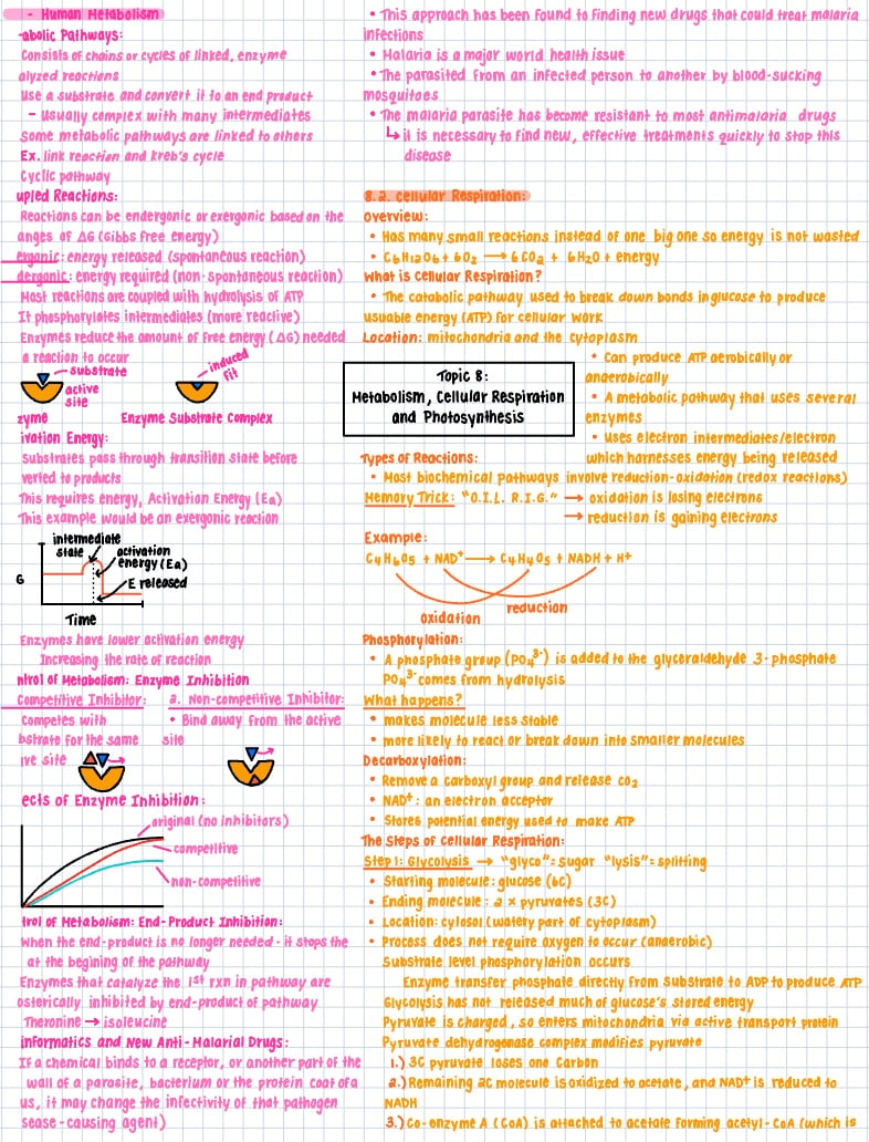 Topic 8 Metabolism Cell Respiration And Photosynthesis Notability