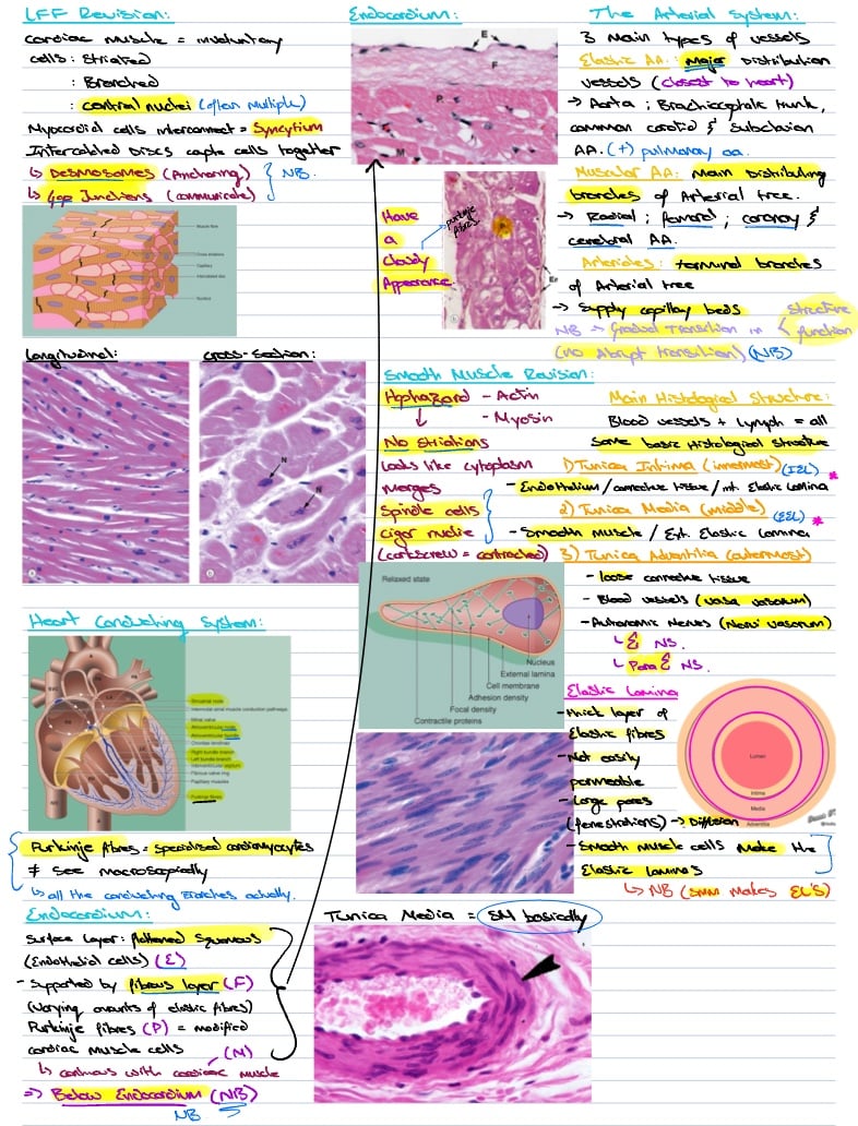 HLS01 Histology Of Circulatory System Heart And Aa Pr