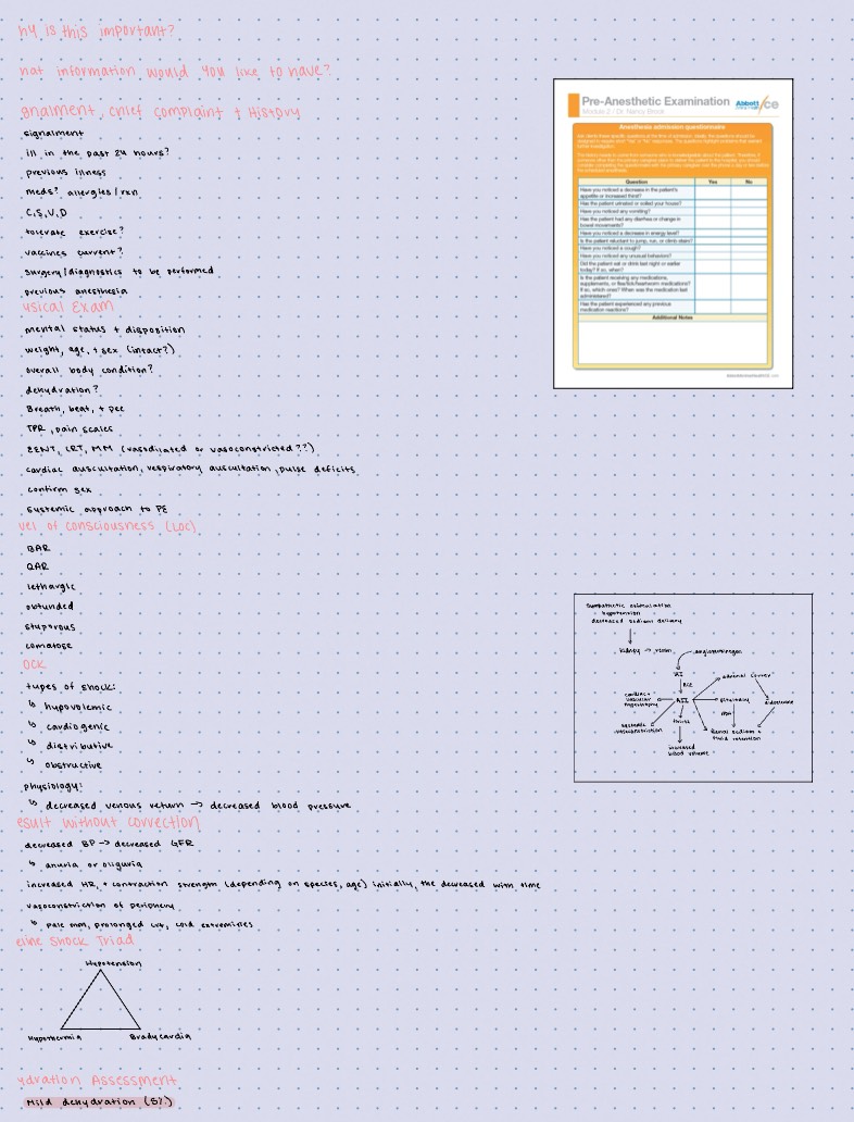 Patient Assessment Preanesthetic Phase Notability Gallery