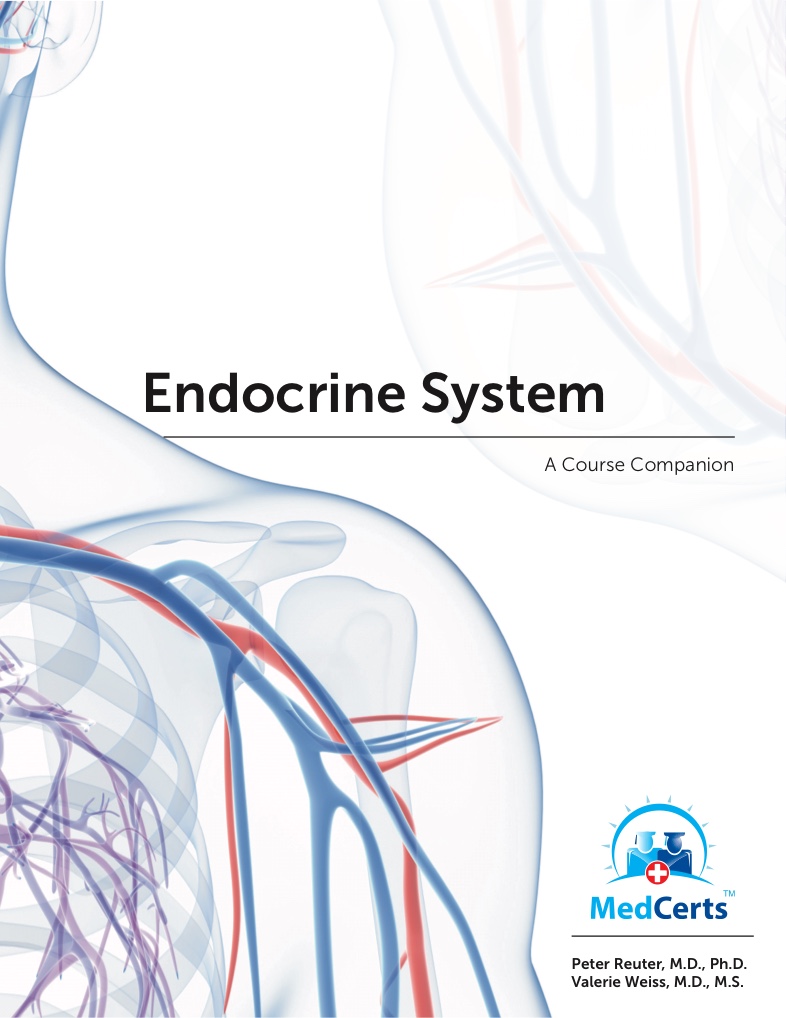 Module 10 Endocrine System Notability Gallery