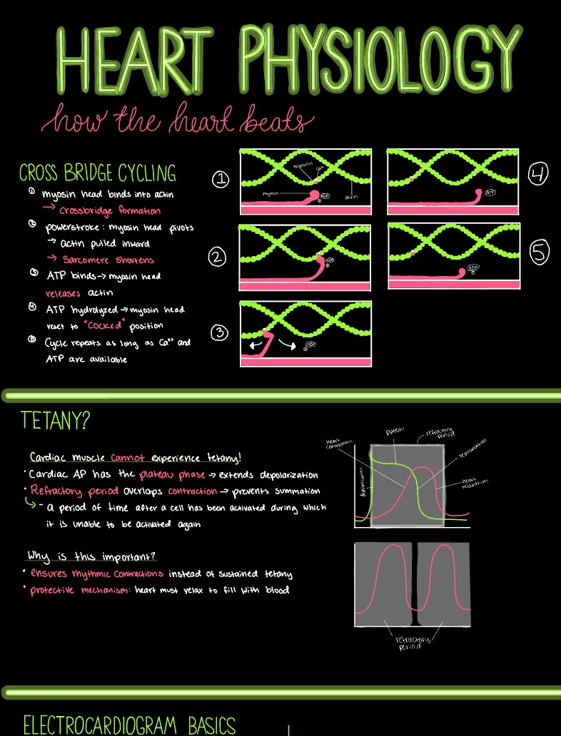 Heart Physiology - Notability Gallery