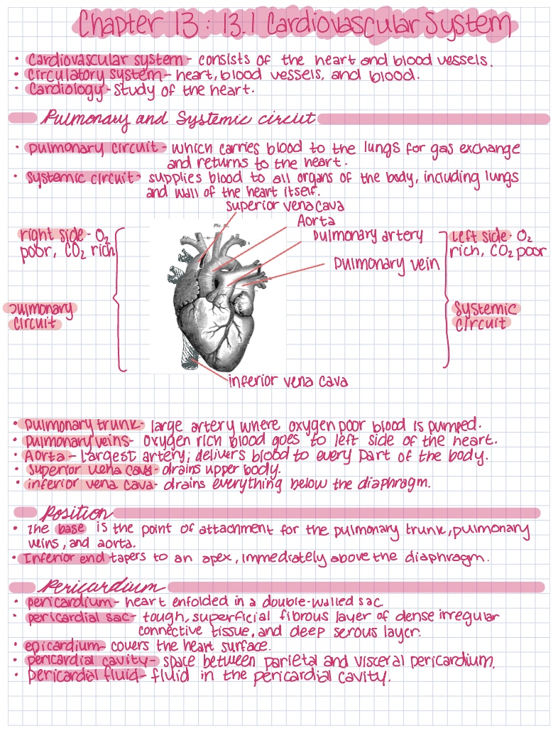 Chapter 13 A And P Notes - Notability Gallery