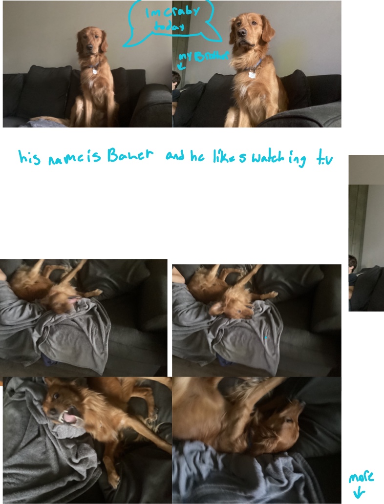 My Doggy - Notability Gallery