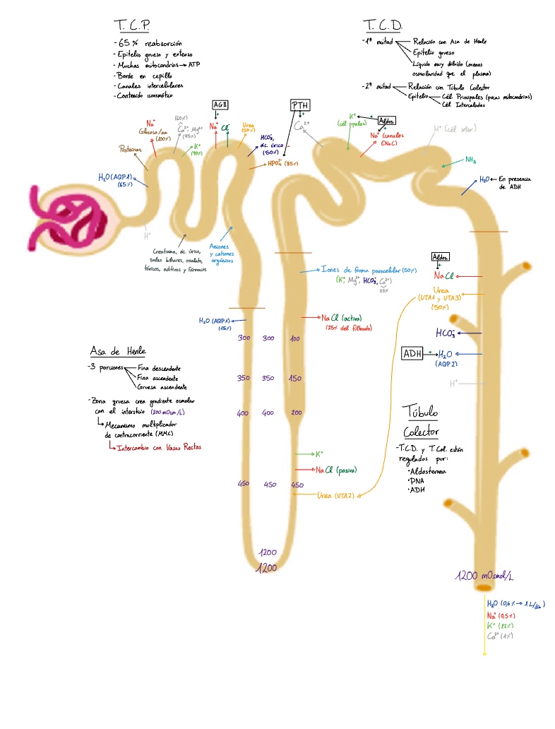 fisiologia renal