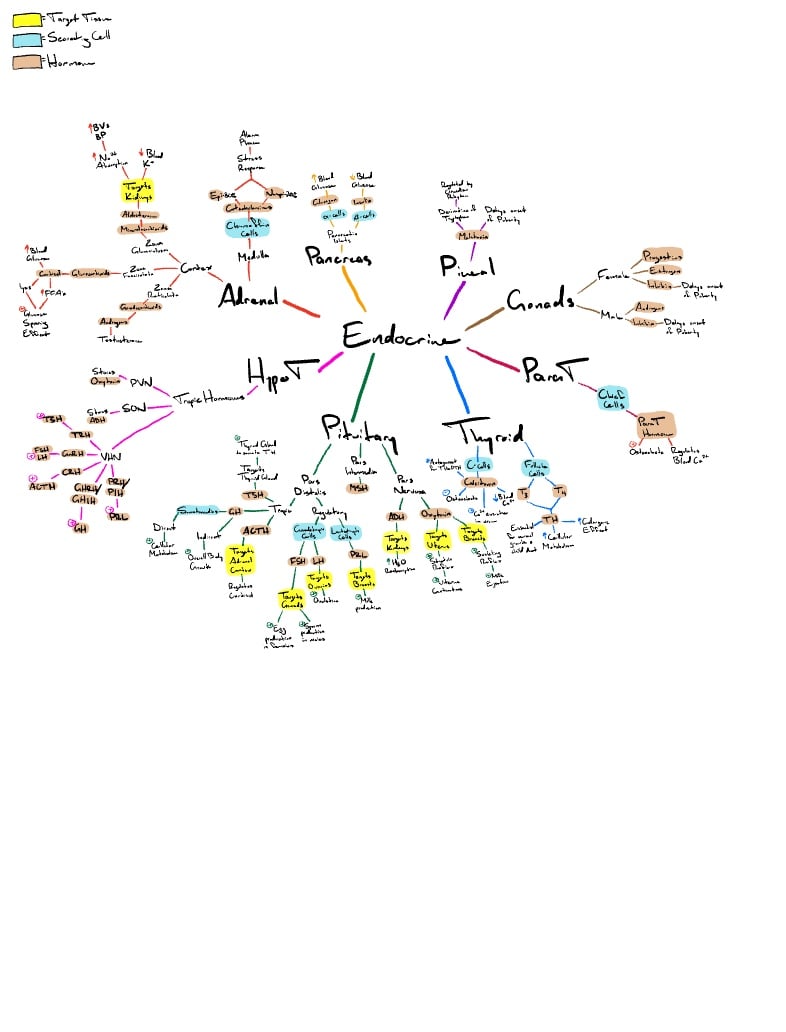 Ch. 16 Endocrine Concept Map - Notability Gallery