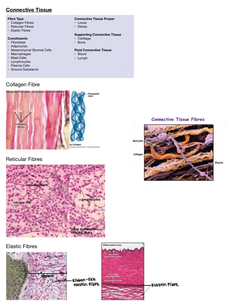 Connective Tissue Histology - Notability Gallery