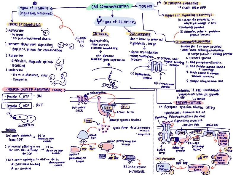 Cell Communication, Adhesion, & Cell Cycle - Notability Gallery