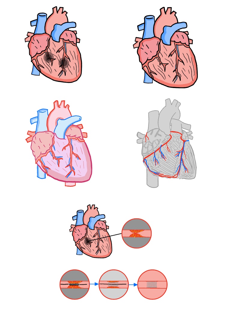 Physiology Heart - Notability Gallery