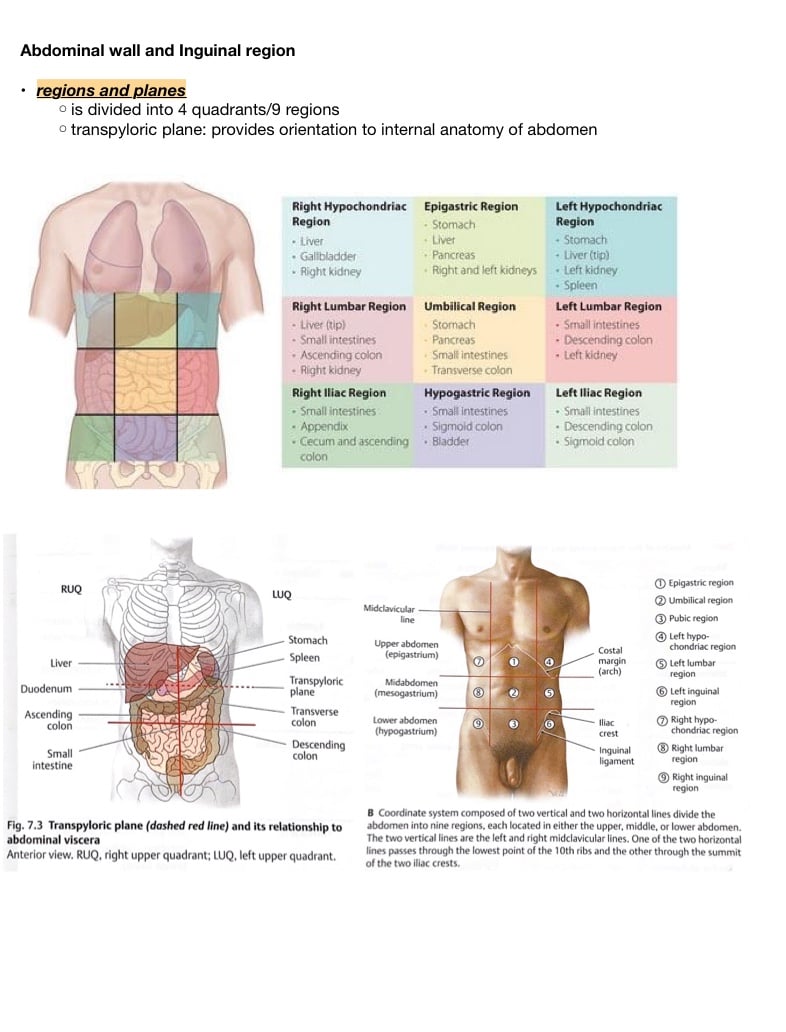 Abdominal Wall - Notability Gallery