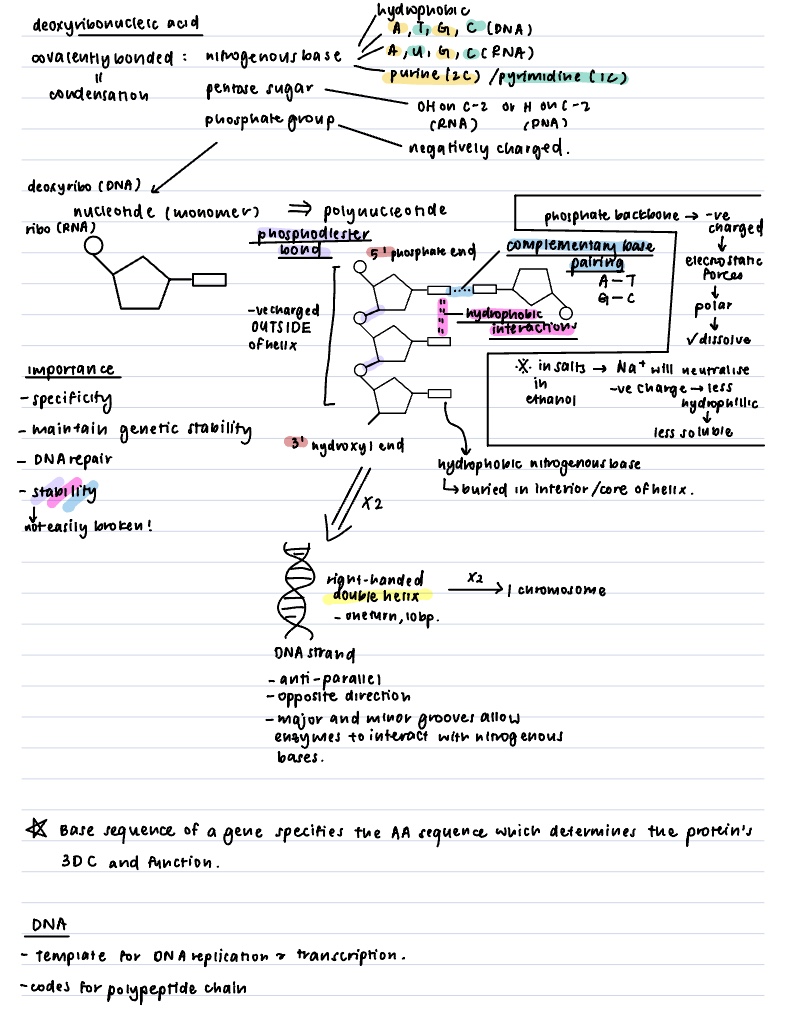 Dna And Rna Hand Notes.pdf Dna And Rna - Notability Gallery