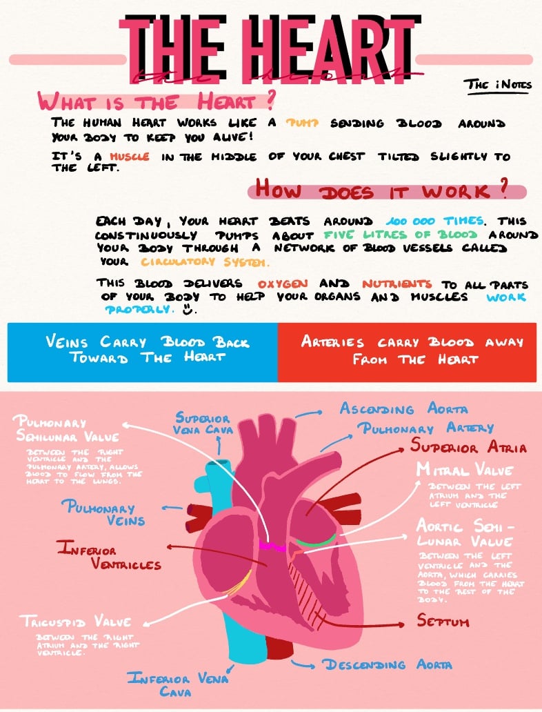 Anatomy 2 : The Heart - Notability Gallery