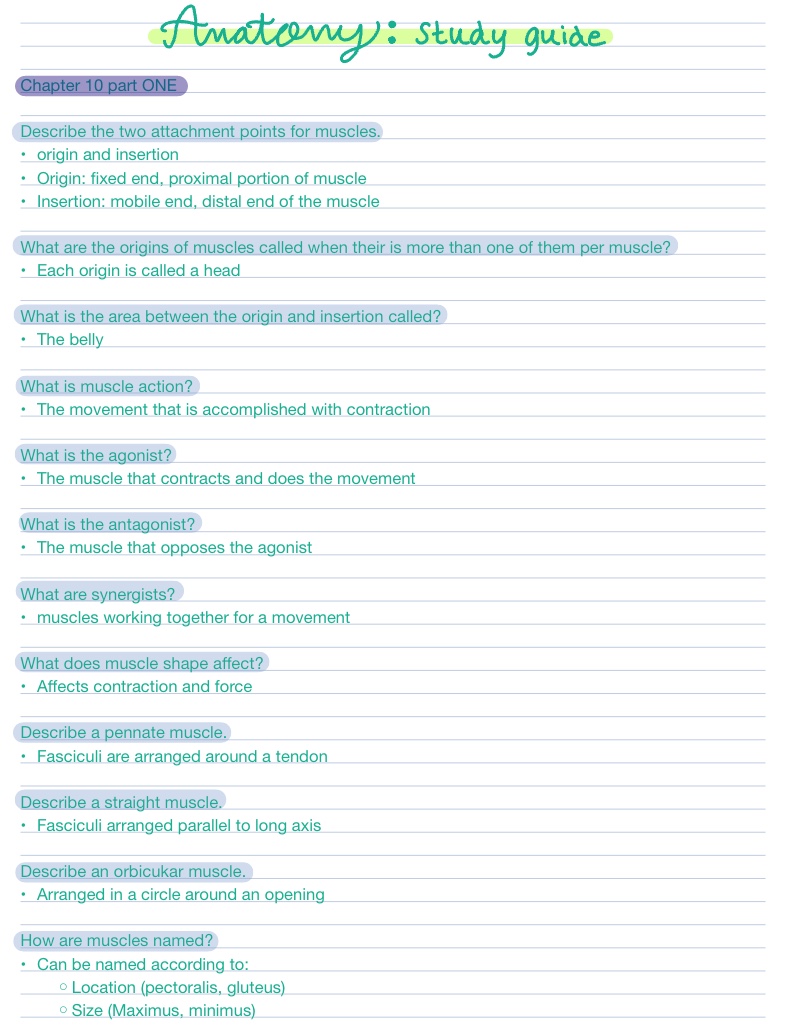 Anatomy Chapter 10 Study - Notability Gallery