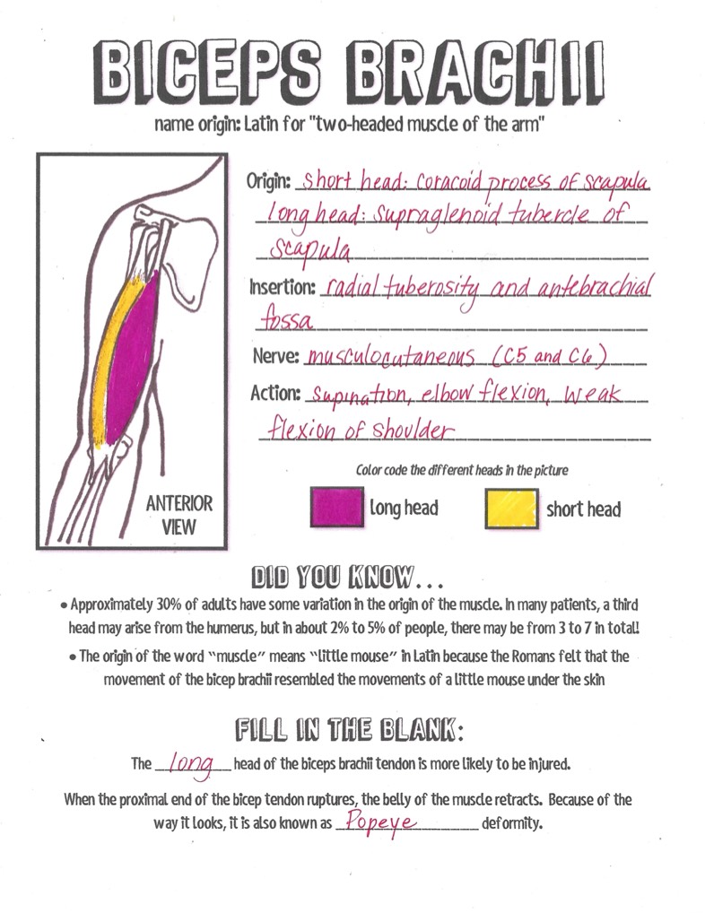 Coloring Book Answer Sheet - Notability Gallery