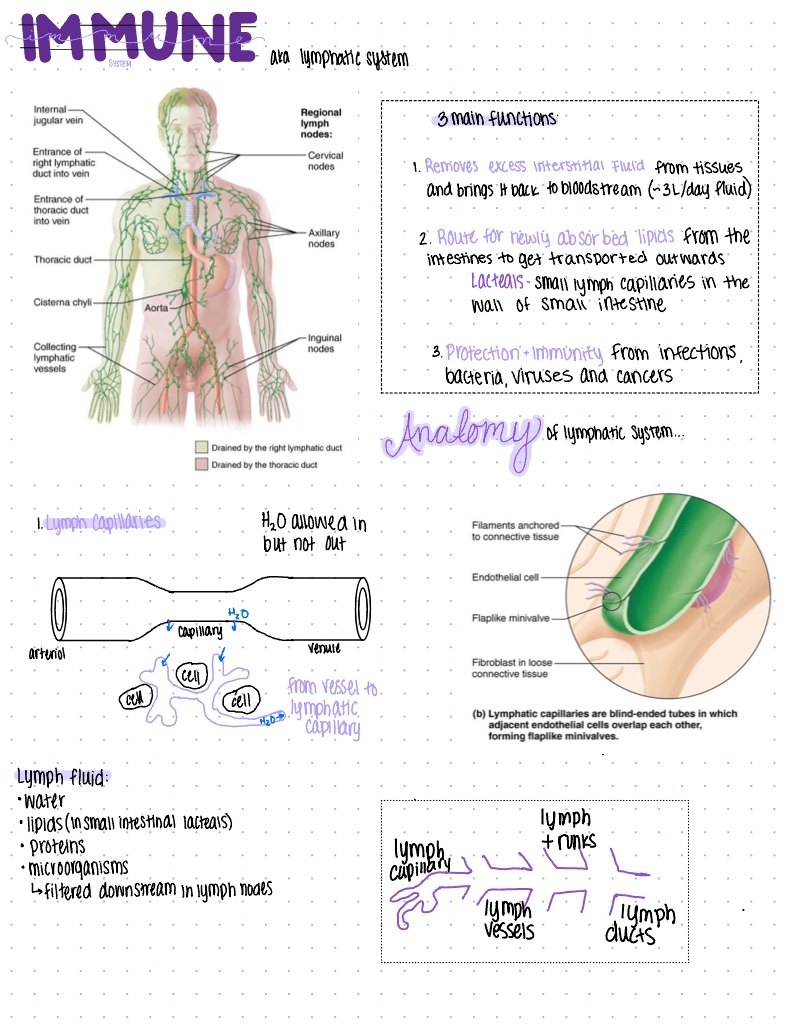 Immune System - Notability Gallery
