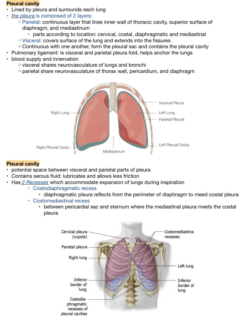 Pleural Cavity And Organs Of Respiration - Notability Gallery