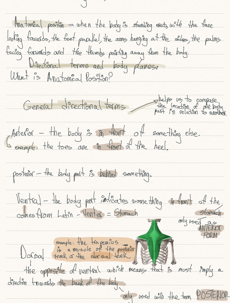 Anatomy Notes Personal Study - Notability Gallery
