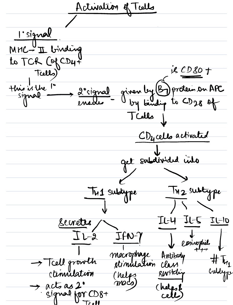Activation Of T Cells - Immunology - Notability Gallery
