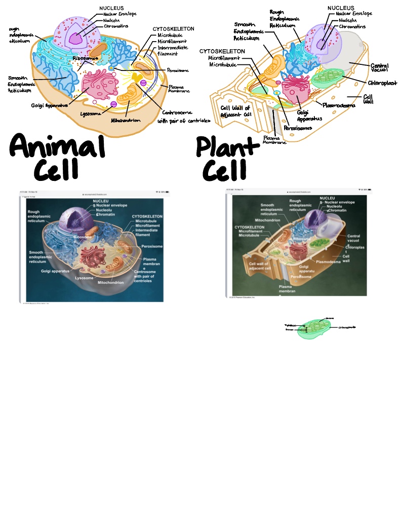 Animal And Plant Cell - Notability Gallery