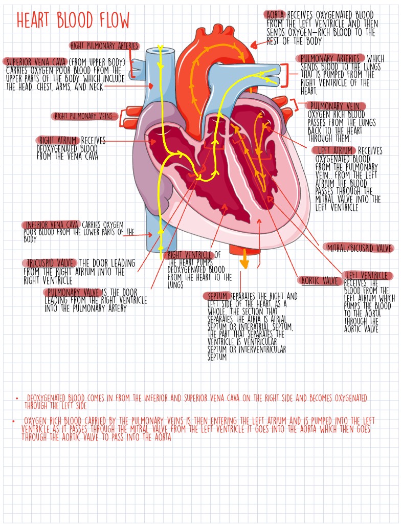 Heart Blood Flow &more - Notability Gallery