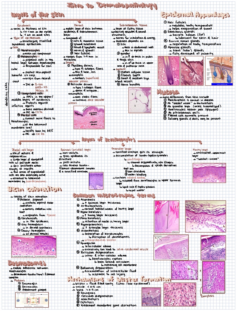 Intro To Dermatopathology Notes - Notability Gallery