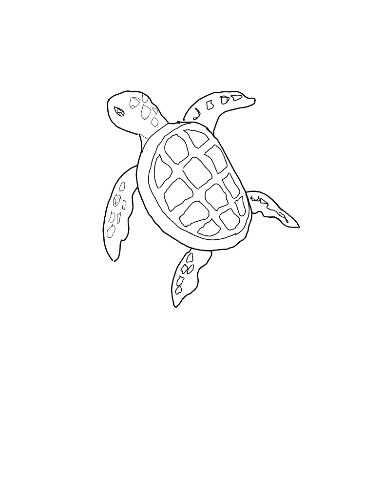 Sea Turtle - Notability Gallery