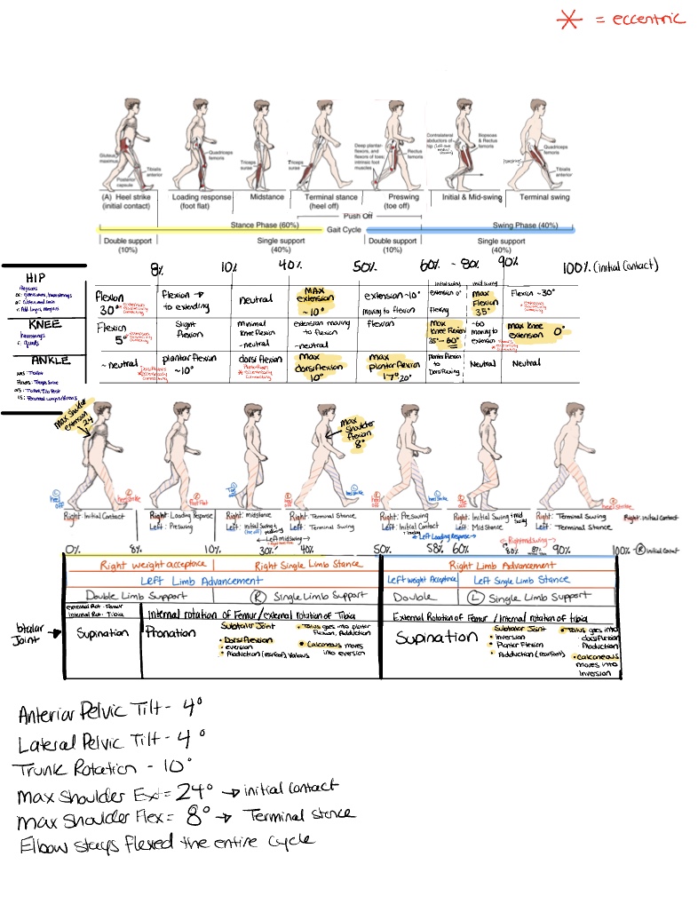 Gait Cycle Copy (2) - Notability Gallery