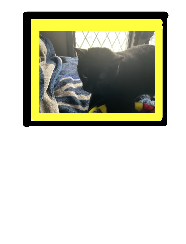 CAT - Notability Gallery