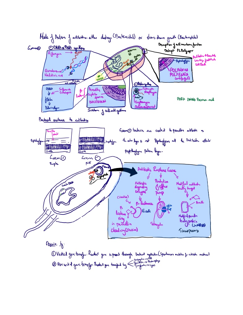 Antibiotics - Notability Gallery