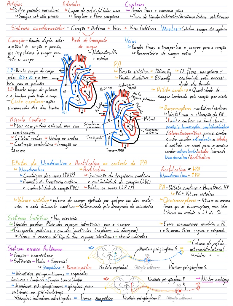 APG - Sistema Cardiovascular Revisão - Notability Gallery