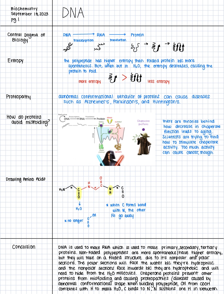 Biochem: Protein Structure & Function - Notability Gallery
