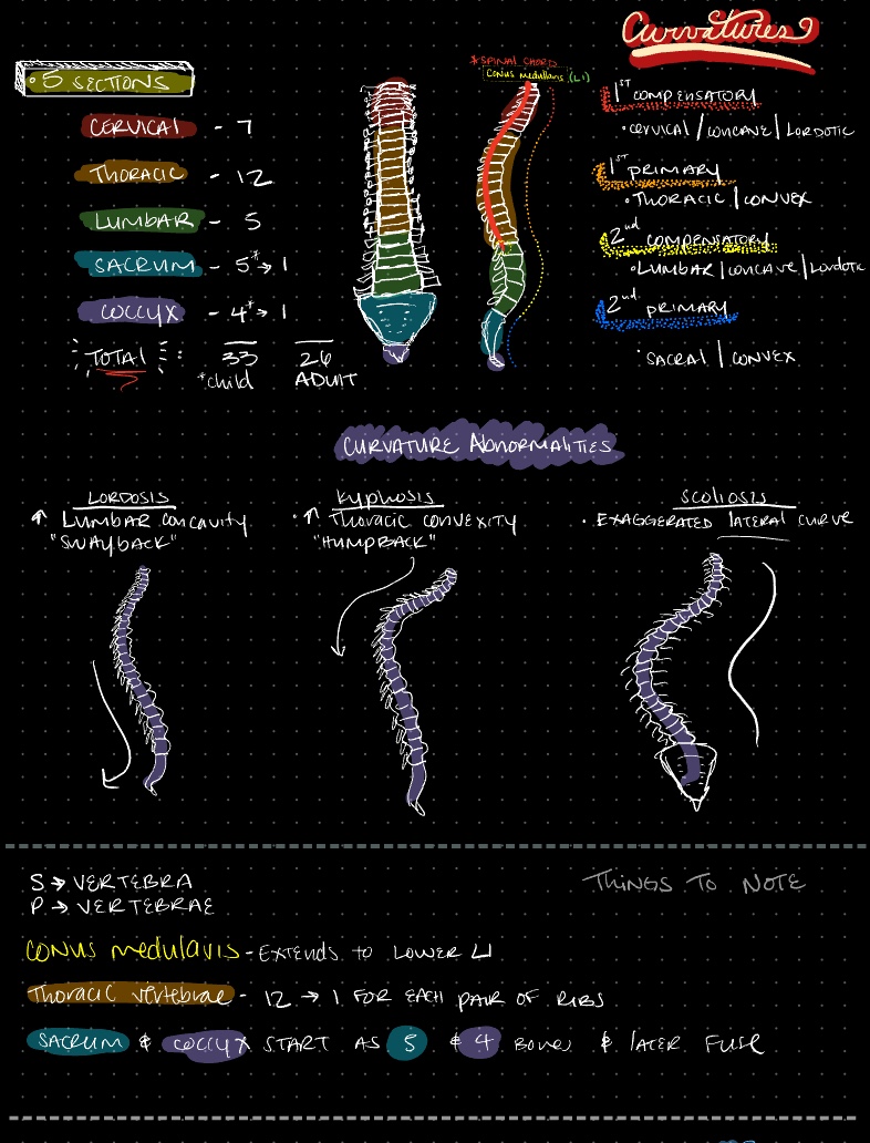 Vertebral Anatomy - Notability Gallery