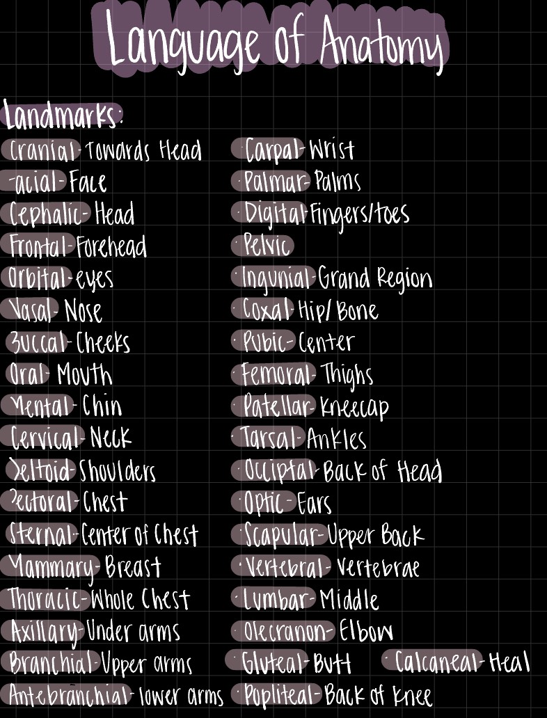 Anatomy Module 1 - Notability Gallery
