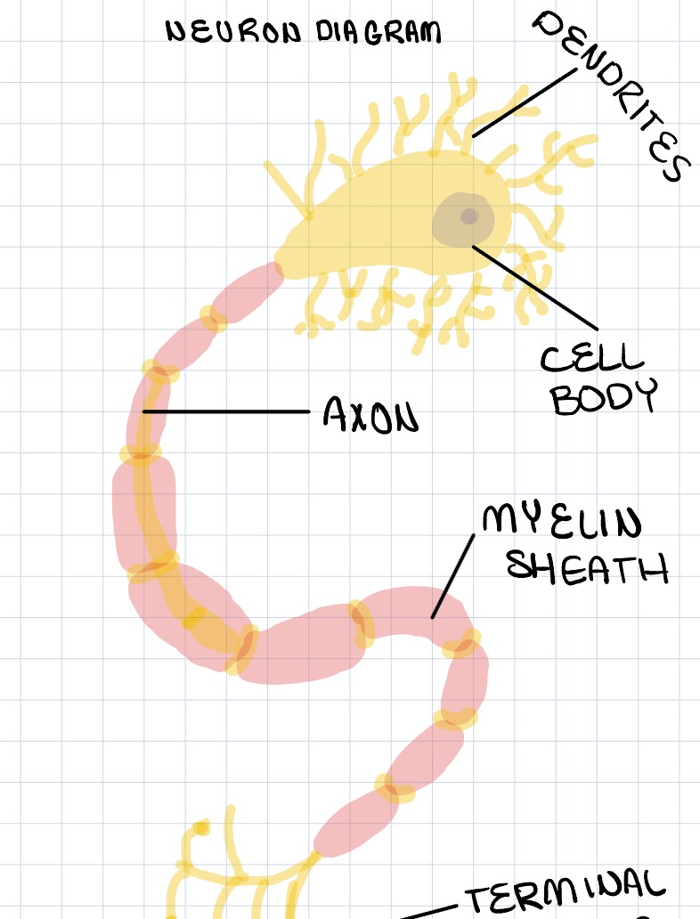 Neuron Diagram - Notability Gallery