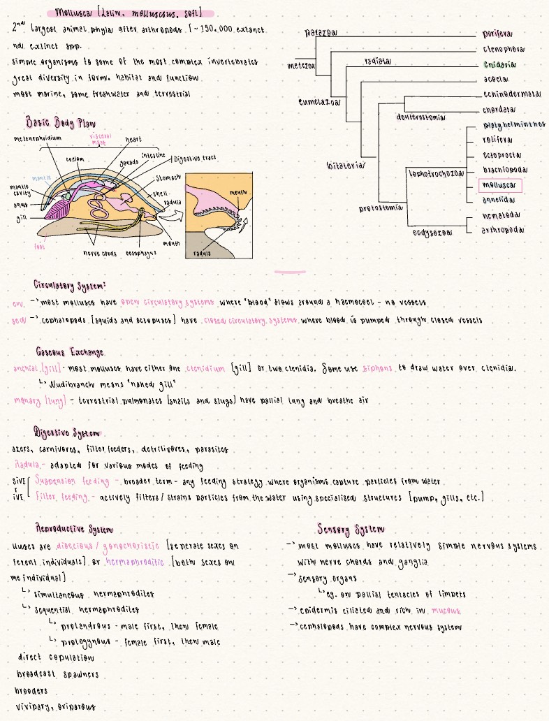 ZY2005 Mollusca - Notability Gallery