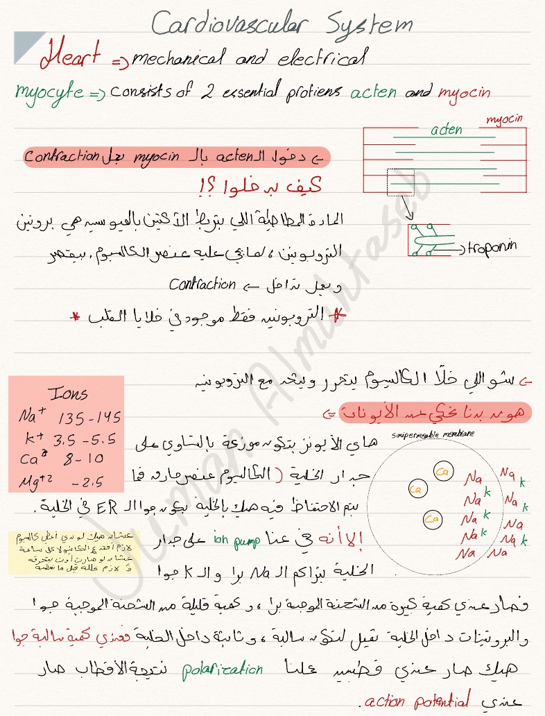 Cardiovascular Anatomy And Physiology - Notability Gallery