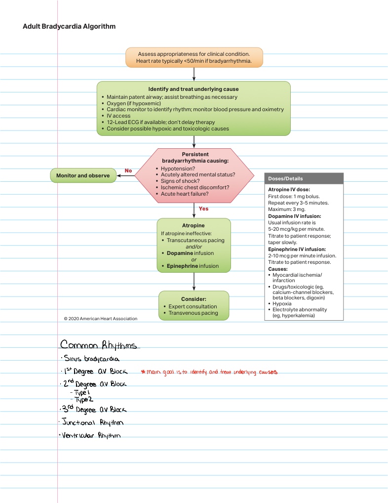 ACLS: Bradycardia - Notability Gallery